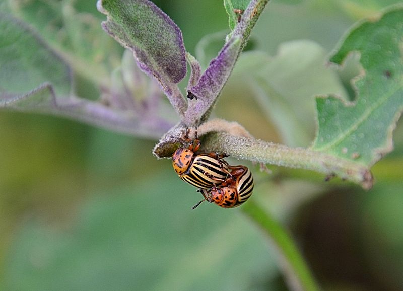 dorifora (Leptinotarsa decemlineata)